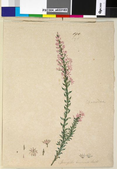 Seite 190. Sprengelia incarnata von John William Lewin