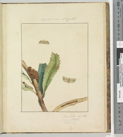 Seite 19. Platte 5 Cryptophasa Strigata von John William Lewin