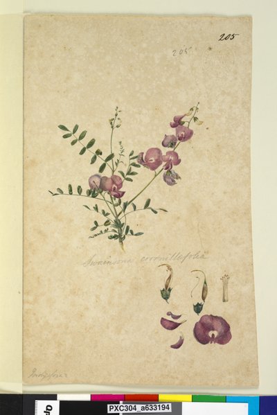 Seite 205. Swainsona von John William Lewin