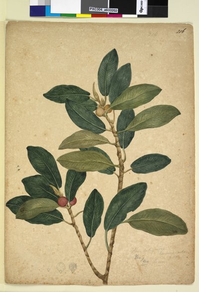 Seite 216. Ficus rubiginosa von John William Lewin