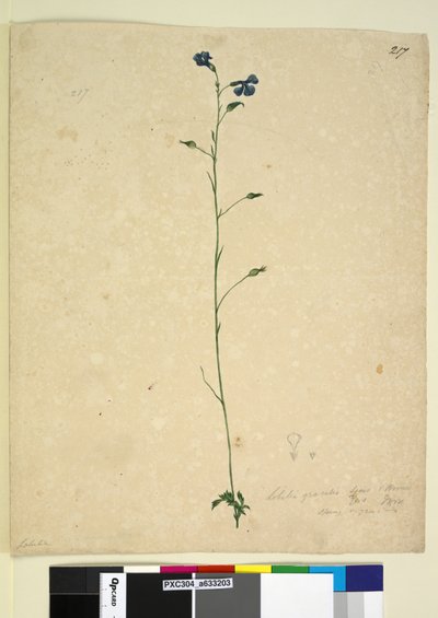 Seite 217. Lobelia gracilis von John William Lewin
