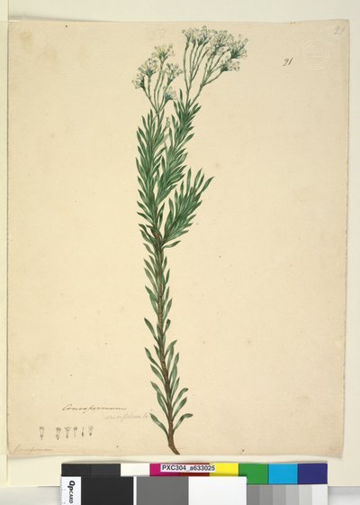 Seite 21. Conospermum ericifolium von John William Lewin