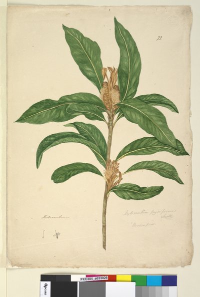 Seite 22. Xylomelum pyriforme von John William Lewin