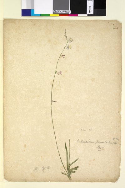 Seite 246. Arthropodium paniculatum von John William Lewin