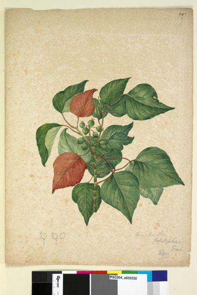 Seite 247. Homolanthus populifolius Omalanthus populifolius, ca. 1803-06 von John William Lewin