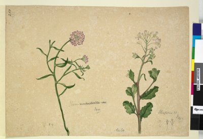 Seite 253. Iberis umbellata; Hesperis sp. von John William Lewin