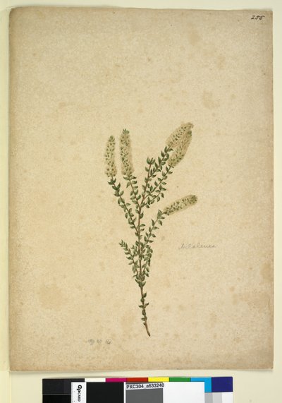 Seite 255. Melaleuca von John William Lewin