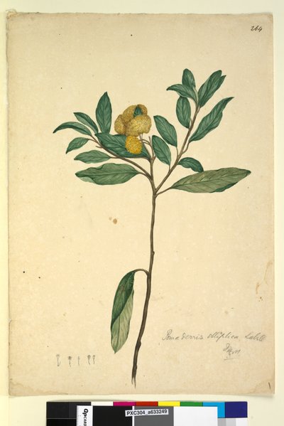 Seite 264. Pomaderris elliptica von John William Lewin