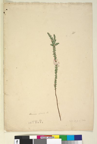 Seite 28. Epacris sparsa von John William Lewin