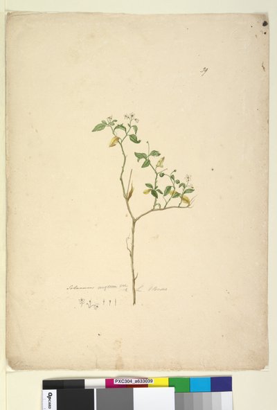 Seite 39. Solanum nigrum von John William Lewin