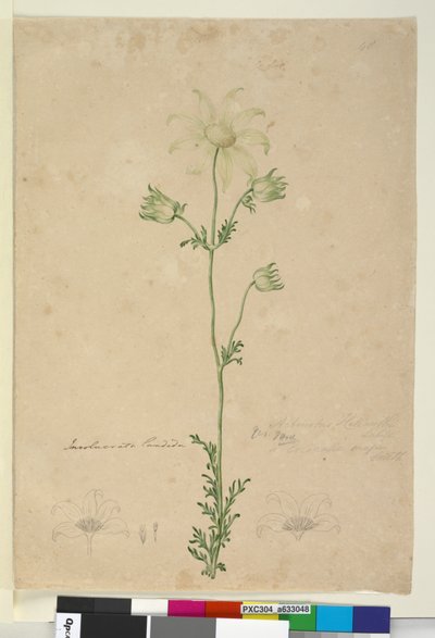 Seite 48. Actinotus helianthi von John William Lewin