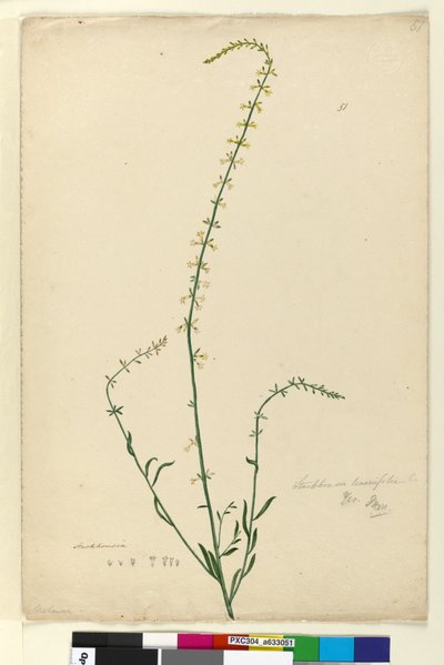 Seite 51. Stackhousia von John William Lewin