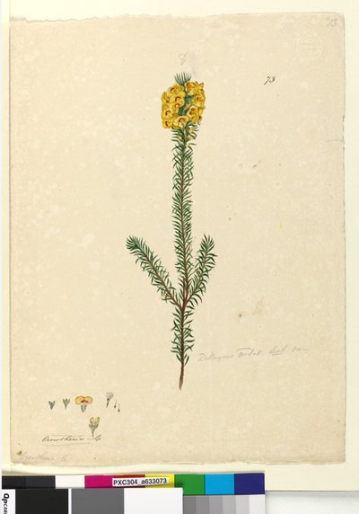 Seite 73. Dillwynia rubis?, ca. 1803-06 von John William Lewin