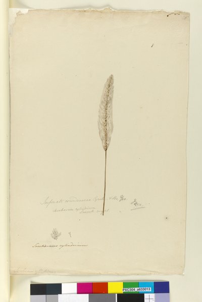 Seite 8. Imperata arundinacea syn. Saccharum cylindricum, ca. 1803-06 von John William Lewin