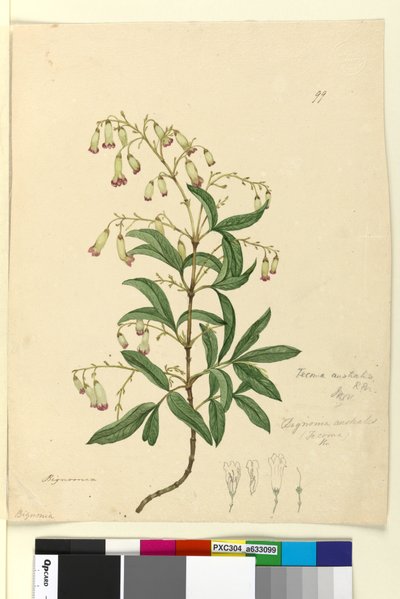 Seite 99. Bignonia australis von John William Lewin