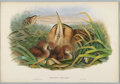 Rohrdommel, graviert von H. C. Richter von John after Gould