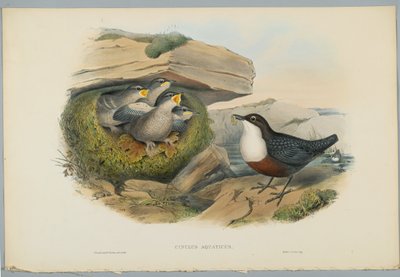 Wasseramsel, graviert von H. C. Richter von John after Gould