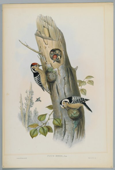 Kleinspecht, graviert von H. C. Richter von John after Gould