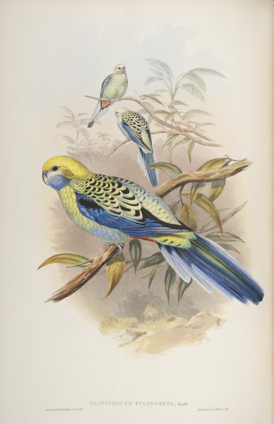 Platycerus cyanogenus, aus Die Vögel Australiens von John Gould, 1840 von John and Richter Gould