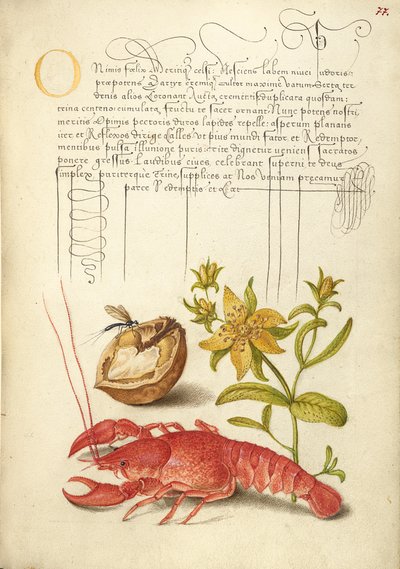 Insekt, Englische Walnuss, Johanniskraut und Flusskrebs von Joris Hoefnagel
