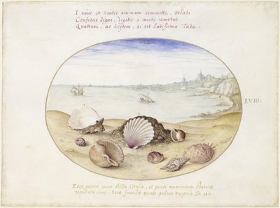 Muscheln und Ansicht von Cadix, Blatt LVIII von Joris Hoefnagel