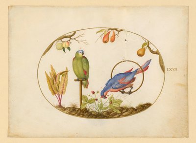 Papageien, Blatt LXVII von Joris Hoefnagel