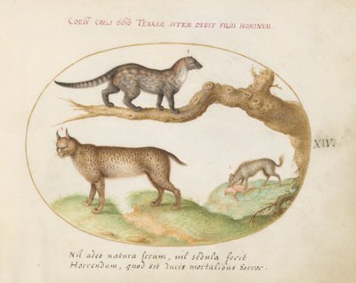 Tafel 14: Ein Zibet, ein Luchs und eine Hyäne von Joris Hoefnagel