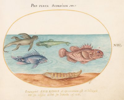 Tafel 14: Ein "Seeaffe", zwei Skorpionfische und zwei andere Fische von Joris Hoefnagel