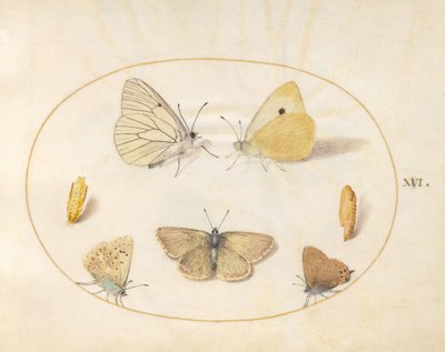 Tafel 16: Baum-Weißling, Postillon, Pflaumen-Zipfelfalter (?), Schwarzbrauner Bläuling (?) und Hauhechel-Bläuling mit zwei Puppen von Joris Hoefnagel