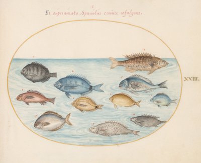 Tafel 23: Brasse(?) und andere Fische von Joris Hoefnagel