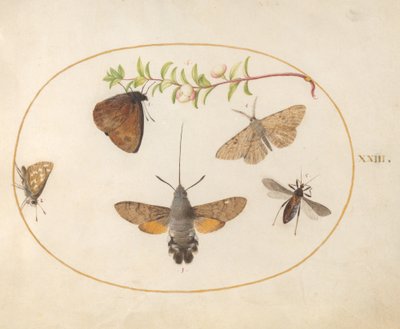 Tafel 23: Schwärmer, Schmetterlinge und andere Insekten um einen Schneebeerenzweig von Joris Hoefnagel