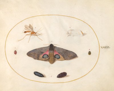 Zwei Motten, zwei Puppen und andere Insekten (Tafel 27) von Joris Hoefnagel