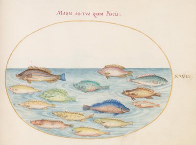 Tafel 28: Meerbrasse(?) und andere Fische von Joris Hoefnagel