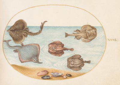 Tafel 31: Marmorierter Zitterrochen mit anderen Rochen, Muscheln und einem Weichtier in seinem Gehäuse von Joris Hoefnagel