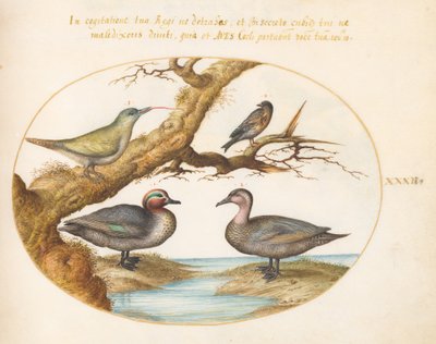Tafel 32: Eine Grünflügelente, ein junger Grünspecht und zwei weitere Vögel von Joris Hoefnagel
