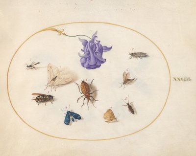 Tafel 33: Nachtfalter und Schmetterling mit anderen Insekten und einer Akeleiblüte von Joris Hoefnagel
