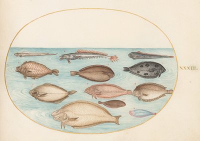 Tafel 33: Seezunge und andere Plattfische mit Bandfisch(?) von Joris Hoefnagel