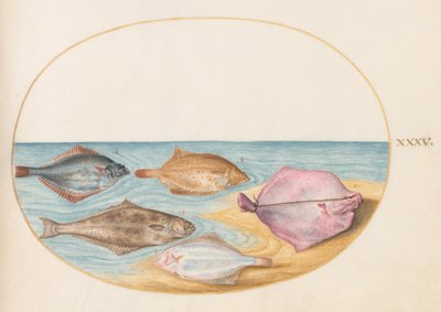 Tafel 35: Die Unterseiten eines Steinbutts (?) und anderer Plattfische von Joris Hoefnagel