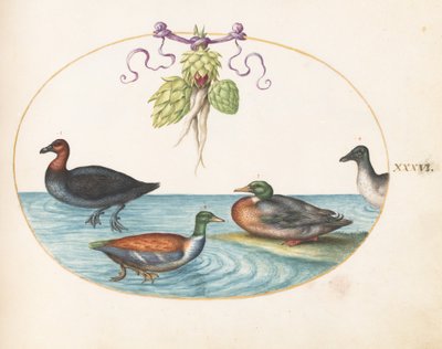 Tafel 36: Mittelsäger, Löffelente und Stockente, und Ente mit Artischocken von Joris Hoefnagel
