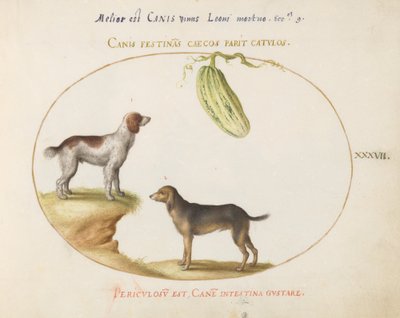 Tafel 37: Zwei Spaniels mit einem Kürbis von Joris Hoefnagel