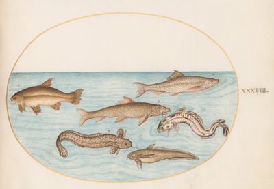 Tafel 38: Quappe, Seequappe und andere Fische von Joris Hoefnagel