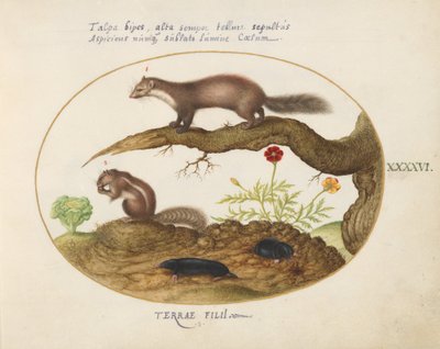 Tafel 46: Steinmarder, Streifenhörnchen und Maulwürfe mit einer Ringelblume und einem Salat von Joris Hoefnagel