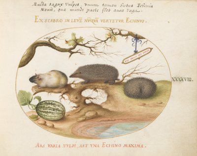 Tafel 48: Meerschweinchen und Igel mit Melone und Haselnüssen von Joris Hoefnagel