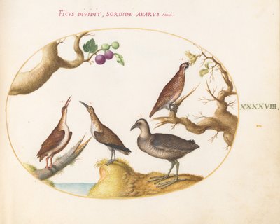 Tafel 48: Auerhuhn, Ralle und Brachvogel mit Haselnüssen und Feigen von Joris Hoefnagel