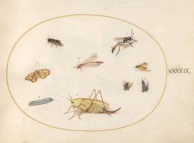 Tafel 49: Eine Heuschrecke, eine Raupe, ein Schmetterling, eine Motte und andere Insekten von Joris Hoefnagel