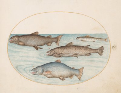 Tafel 4: Vier Lachse von Joris Hoefnagel