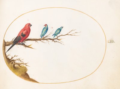  von Joris Hoefnagel