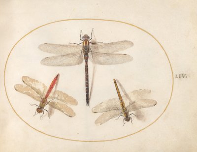 Tafel 54: Haarige Libelle und zwei Großlibellen von Joris Hoefnagel