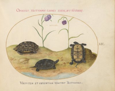 Tafel 55: Drei Schildkröten und zwei Fritillarien von Joris Hoefnagel