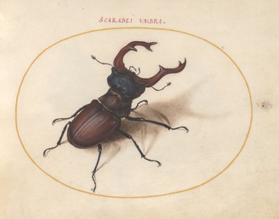 Tafel 5: Hirschkäfer von Joris Hoefnagel